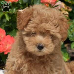 Lilac, Maltipoo Puppy