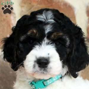 Lilac, Springerdoodle Puppy