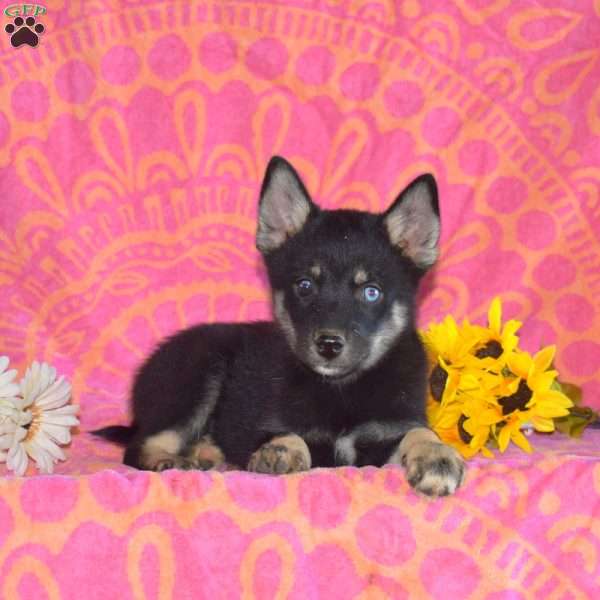 Lilac, Pomsky Puppy