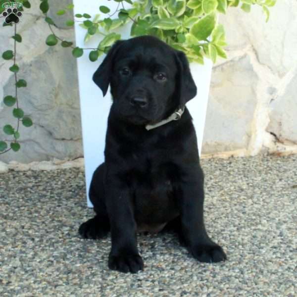 Lillian, Black Labrador Retriever Puppy