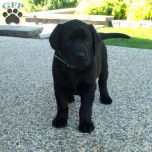 Lillian, Black Labrador Retriever Puppy