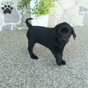 Lillian, Black Labrador Retriever Puppy