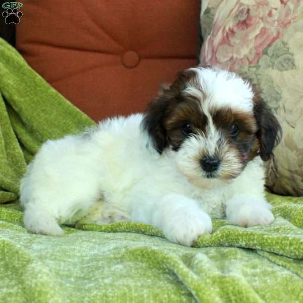 Lilly, Havapoo Puppy