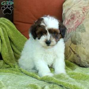 Lilly, Havapoo Puppy