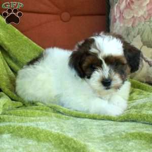 Lilly, Havapoo Puppy