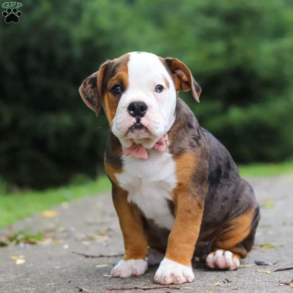 Lily, Beabull Puppy