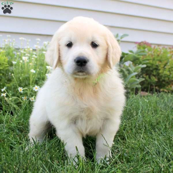 Lily, English Cream Golden Retriever Puppy