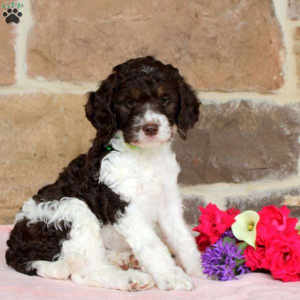 Lily, Springerdoodle Puppy