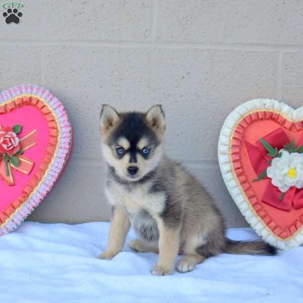 Lily, Pomsky Puppy