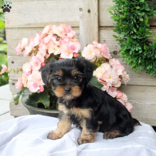 Lily, Yorkie Puppy
