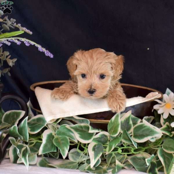 Lily, Maltipoo Puppy