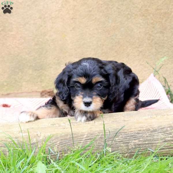 Lily, Cavapoo Puppy