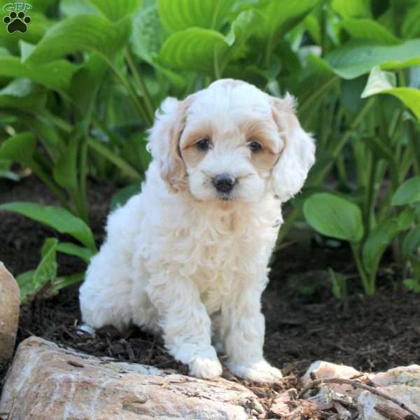 Lily, Cockapoo Puppy