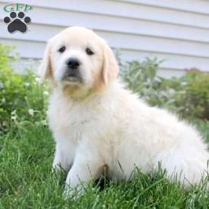 Lily, English Cream Golden Retriever Puppy
