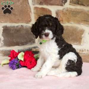 Lily, Springerdoodle Puppy