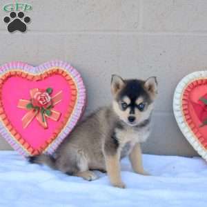Lily, Pomsky Puppy