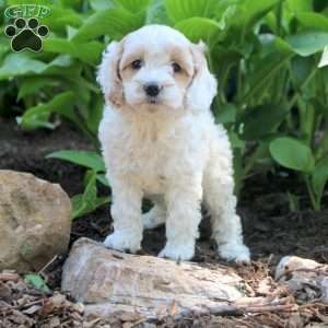 Lily, Cockapoo Puppy