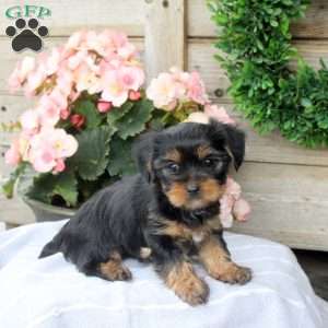 Lily, Yorkie Puppy