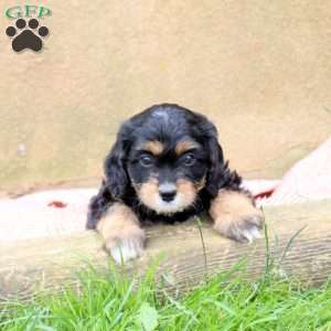 Lily, Cavapoo Puppy