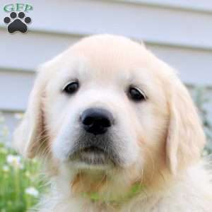 Lily, English Cream Golden Retriever Puppy