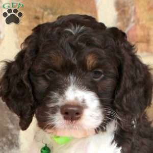 Lily, Springerdoodle Puppy