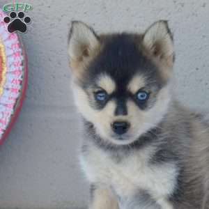 Lily, Pomsky Puppy