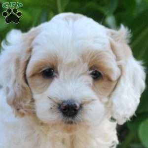Lily, Cockapoo Puppy