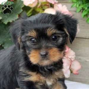 Lily, Yorkie Puppy