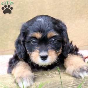 Lily, Cavapoo Puppy