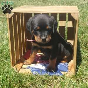 Lily, Rottweiler Puppy