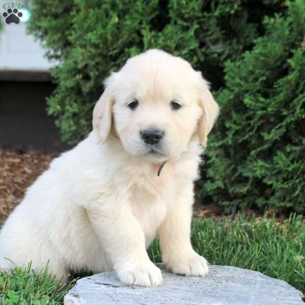 Lincoln, English Cream Golden Retriever Puppy