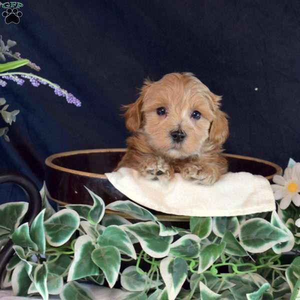 Lincoln, Maltipoo Puppy