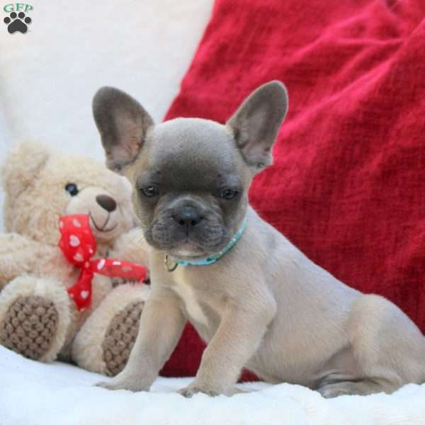 Lincoln, French Bulldog Puppy