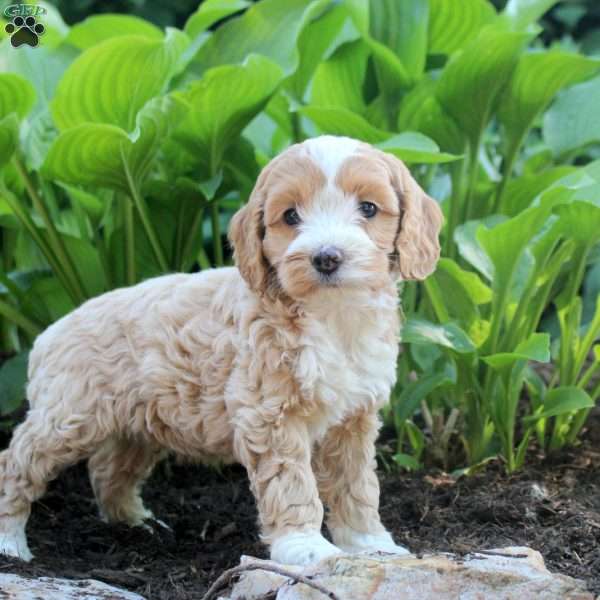 Lincoln, Cockapoo Puppy