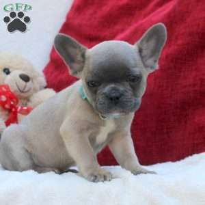 Lincoln, French Bulldog Puppy