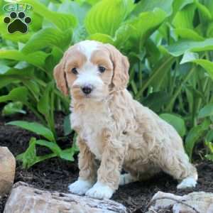Lincoln, Cockapoo Puppy