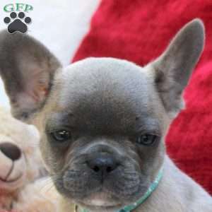 Lincoln, French Bulldog Puppy