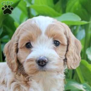 Lincoln, Cockapoo Puppy