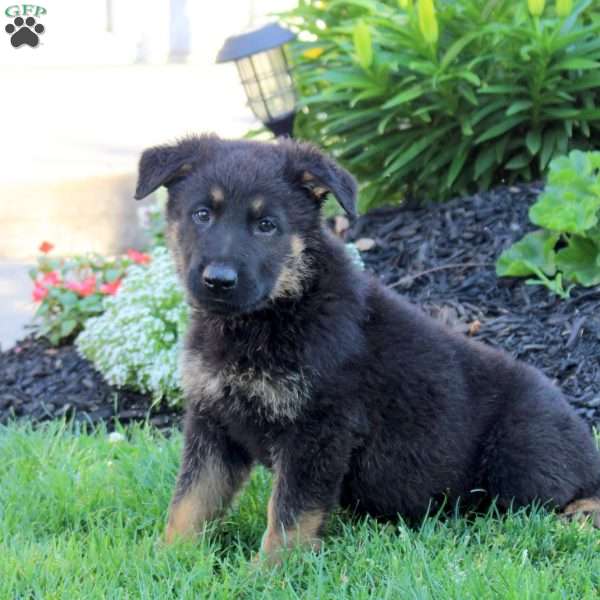 Link, German Shepherd Puppy
