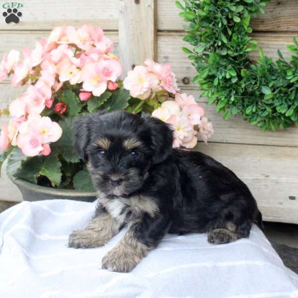 Link, Yorkie Puppy