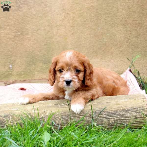 Link, Cavapoo Puppy