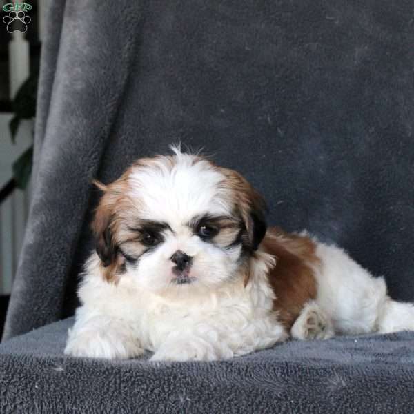 Link, Shih Tzu Puppy
