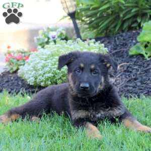 Link, German Shepherd Puppy
