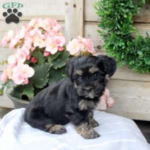 Link, Yorkie Puppy