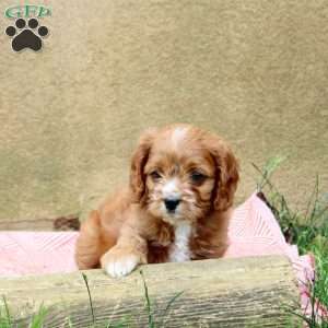 Link, Cavapoo Puppy