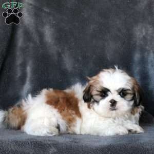Link, Shih Tzu Puppy