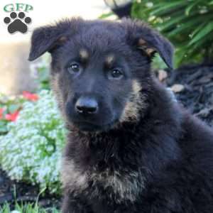 Link, German Shepherd Puppy