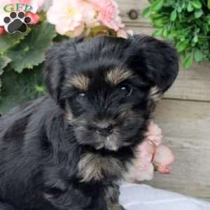 Link, Yorkie Puppy
