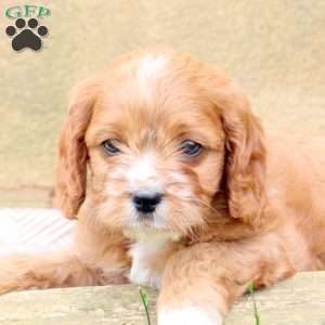 Link, Cavapoo Puppy