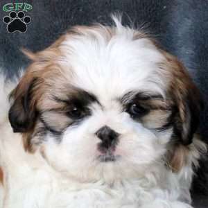 Link, Shih Tzu Puppy
